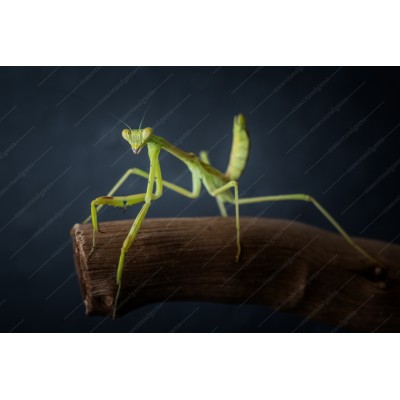 Mantis - Omomantis zebrata